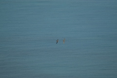 Pterodroma heraldica