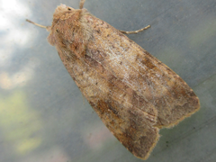 Diarsia canescens