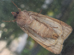 Diarsia canescens