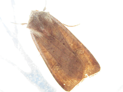 Diarsia canescens