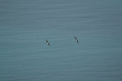 Pterodroma heraldica