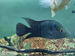 Amphilophus trimaculatus