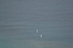 Pterodroma heraldica