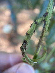 Periploca ceanothiella