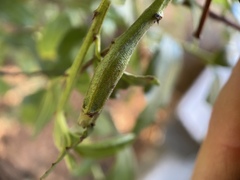 Periploca ceanothiella