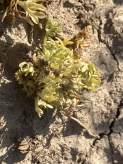 Ceratocephala pungens