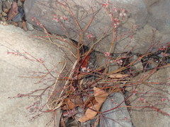 Eriogonum cithariforme