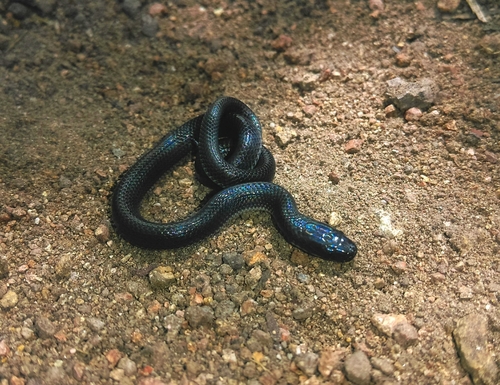 Photo of a Dugès' Earth Snake (Geophis dugesii)