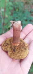 Cyanoboletus cyaneitinctus