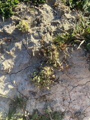 Ceratocephala pungens