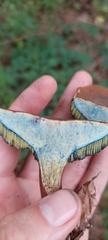 Cyanoboletus cyaneitinctus