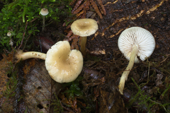 Clitocybe salmonilamella