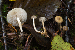 Clitocybe salmonilamella
