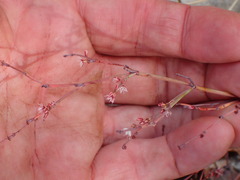 Eriogonum cithariforme