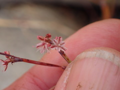 Eriogonum cithariforme
