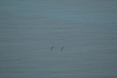 Pterodroma heraldica