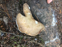 Osteina