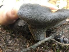 Osteina