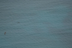 Pterodroma heraldica