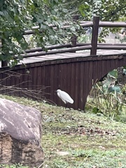 Egretta garzetta