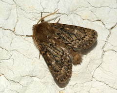 Dasypolia timoi
