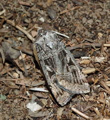 Eugnorisma atrabaelbops