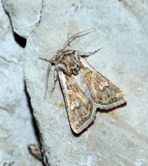 Euxoa acuminifera