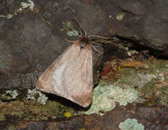 Lignyoptera fumidaria