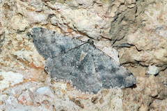 Odontognophos zacharia