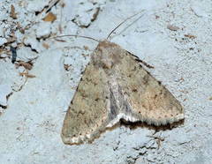 Polymixis colluta