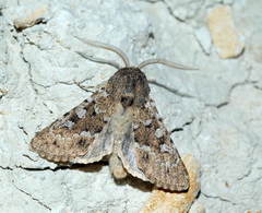 Pseudohadena cymatodes