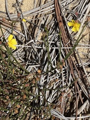 Crocanthemum aldersonii