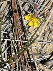 Crocanthemum aldersonii