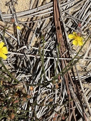 Crocanthemum aldersonii