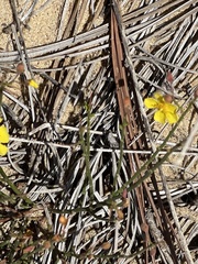 Crocanthemum aldersonii