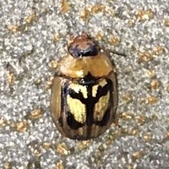 Peltoschema hamadryas
