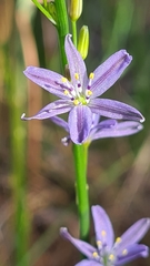 Caesia parviflora vittata