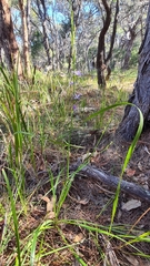 Caesia parviflora vittata