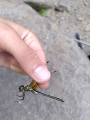 Hemicordulia oceanica