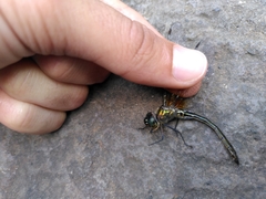 Hemicordulia oceanica