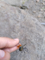 Hemicordulia oceanica