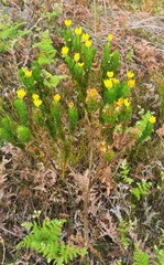 Euryops pinnatipartitus