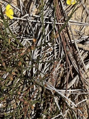 Crocanthemum aldersonii