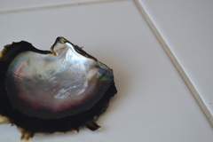 Pinctada margaritifera