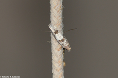 Pseudexentera knudsoni