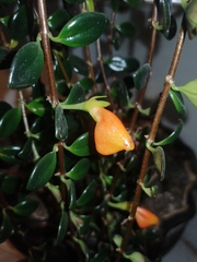 Nematanthus