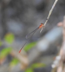 Teinobasis rufithorax