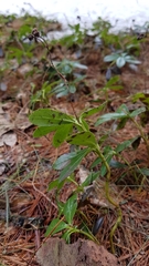 Chimaphila umbellata cisatlantica