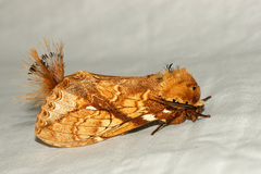 Dudusa synopla