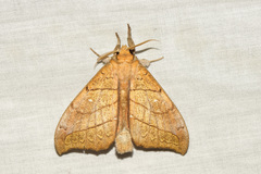 Gangarides dharma